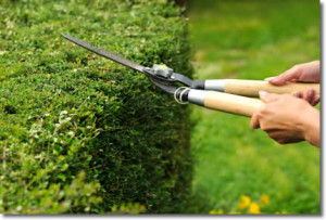 hedge-trimming